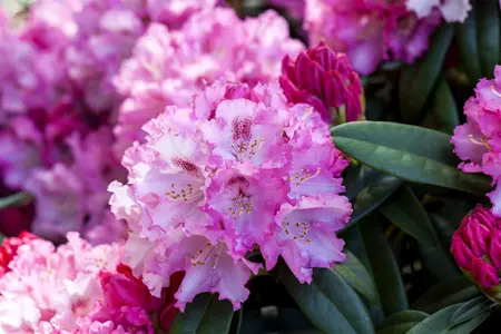 Rhododendron (Y) 'Arabella' - 50-60 CM C10 - image 2