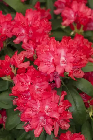 Rhododendron (Y) 'Astrid' - 30-40 CM C5 - image 2