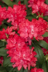 Rhododendron (Y) 'Astrid' - 30-40 CM C5 - image 2