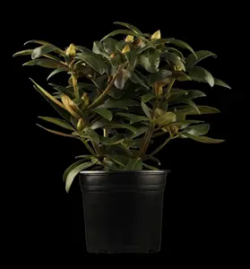 Rhododendron (Y) 'Astrid'
