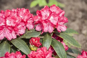Rhododendron (Y) 'Astrid' - 30-40 CM C5 - image 3