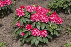 Rhododendron (Y) 'Astrid' - 30-40 CM C5 - image 4
