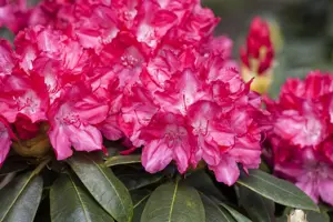 Rhododendron (Y) 'Astrid' - 30-40 CM C5 - image 5