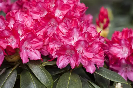Rhododendron (Y) 'Astrid' - 5 Ltr pot - image 4