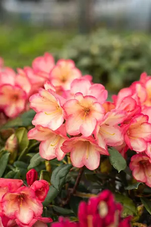 Rhododendron (Y) 'Barbarella' - 25-30 CM C5 - image 3