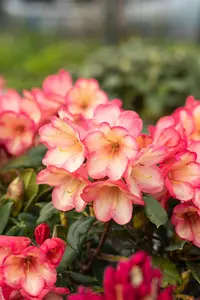 Rhododendron (Y) 'Barbarella' - 25-30 CM C5 - image 3