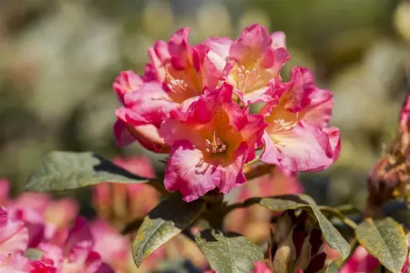 Rhododendron (Y) 'Barbarella' - 25-30 CM C5 - image 1