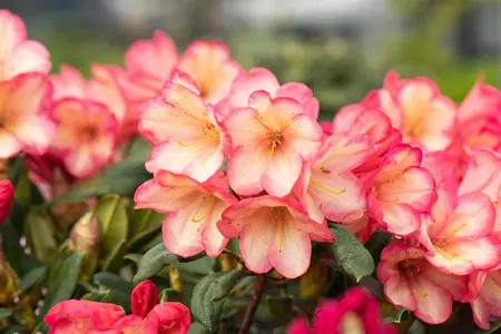 Rhododendron (Y) 'Barbarella' - 25-30 CM C5 - image 2