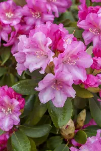 Rhododendron (Y) 'Blurettia'