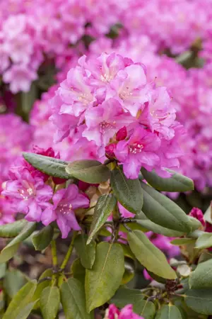 Rhododendron (Y) 'Blurettia' - 5 Ltr pot - image 2