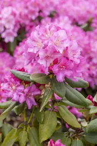 Rhododendron (Y) 'Blurettia' - 5 Ltr pot - image 2