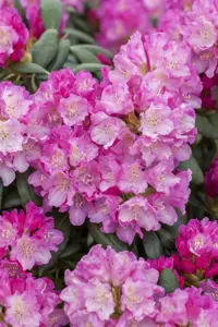 Rhododendron (Y) 'Blurettia' - 5 Ltr pot - image 3