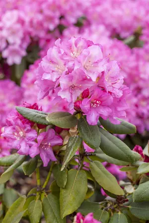 Rhododendron (Y) 'Blurettia' - 25-30 CM C5 - image 2