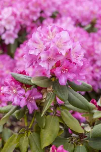 Rhododendron (Y) 'Blurettia' - 25-30 CM C5 - image 2