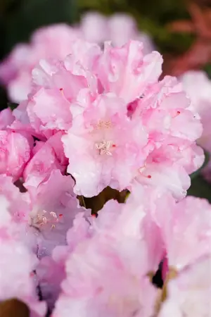Rhododendron (Y) 'Blurettia' - 5 Ltr pot - image 4