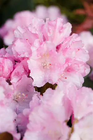 Rhododendron (Y) 'Blurettia' - 25-30 CM C5 - image 4