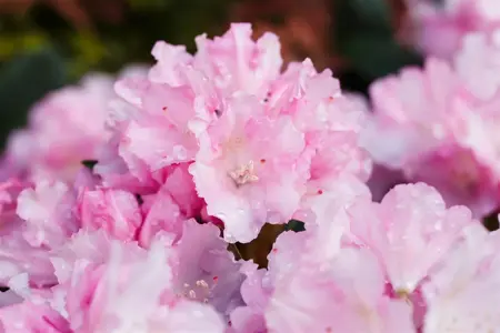 Rhododendron (Y) 'Blurettia' - 5 Ltr pot - image 5