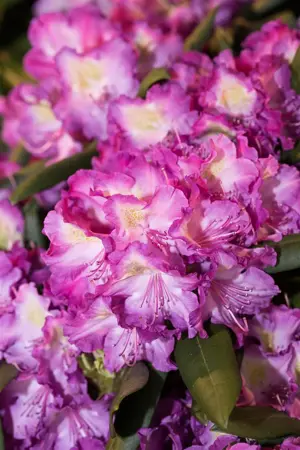 Rhododendron (Y) 'Bohlken's Lupinenberg' - 30-40 CM C5 - image 4