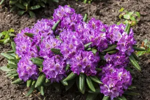 Rhododendron (Y) 'Bohlken's Lupinenberg'