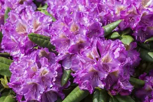Rhododendron (Y) 'Bohlken's Lupinenberg' - 30-40 CM C5 - image 2