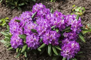 Rhododendron (Y) 'Bohlken's Lupinenberg' - 40-50 CM C20 - image 4