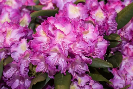 Rhododendron (Y) 'Bohlken's Lupinenberg' - 30-40 CM C5 - image 3