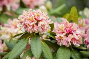 Rhododendron (Y) 'Brasilia'
