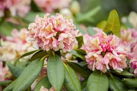 Rhododendron (Y) 'Brasilia' - 50-60 CM C10 - image 1