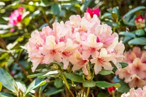 Rhododendron (Y) 'Brasilia' - 30-40 CM C5 - image 2