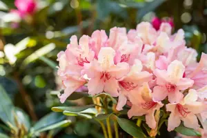 Rhododendron (Y) 'Brasilia' - 30-40 CM C5 - image 3