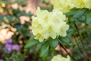 Rhododendron (Y) 'Centennial Gold' - 50-60 CM C10 - image 2