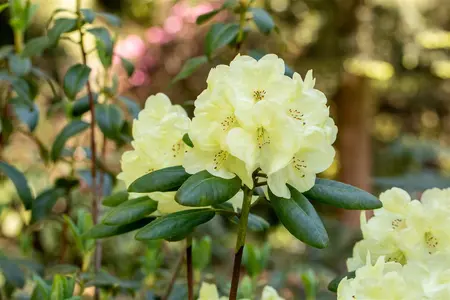Rhododendron (Y) 'Centennial Gold' - 50-60 CM C10 - image 3