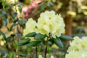 Rhododendron (Y) 'Centennial Gold' - 50-60 CM C10 - image 3