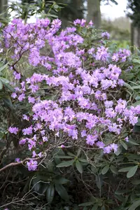Rhododendron (Y) 'Dopey' - 40-50 CM C10 - image 5