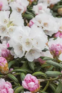 Rhododendron (Y) 'Dreamland' - 30-40 CM C5 - image 3
