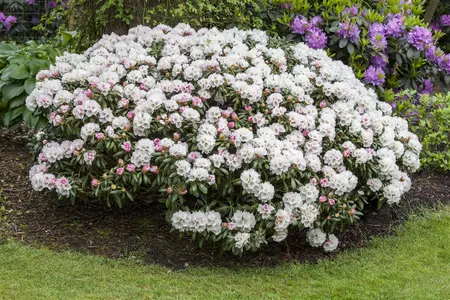 Rhododendron (Y) 'Dreamland' - 30-40 CM C5 - image 2