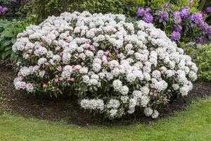 Rhododendron (Y) 'Dreamland' - 30-40 CM C5 - image 2