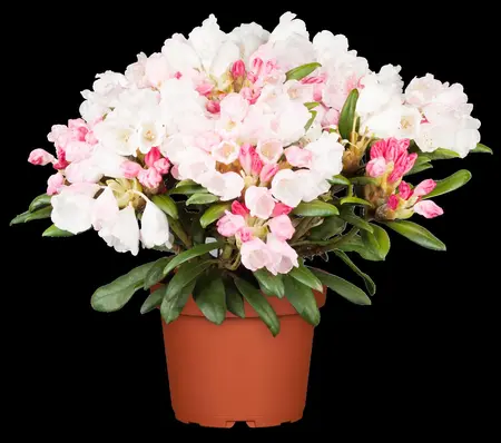 Rhododendron (Y) 'Dreamland' - 30-40 CM C5 - image 1