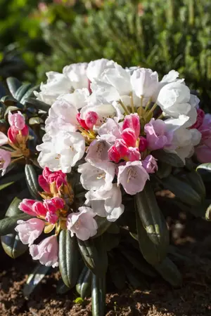 Rhododendron (Y) 'Edelweiss' - 25-30 CM C3 - image 2
