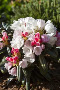 Rhododendron (Y) 'Edelweiss' - 25-30 CM C3 - image 2