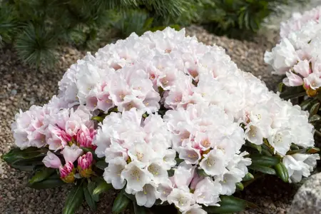 Rhododendron (Y) 'Edelweiss' - 25-30 CM C3 - image 1