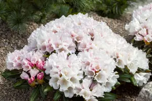 Rhododendron (Y) 'Edelweiss'