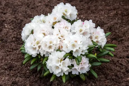 Rhododendron (Y) 'Edelweiss' - 25-30 CM C3 - image 3