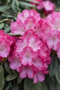 Rhododendron (Y) 'Fantastica' - 40-50 CM C20 - image 4