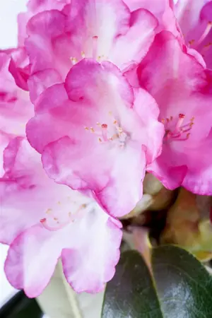 Rhododendron (Y) 'Fantastica' - 40-50 CM C20 - image 5