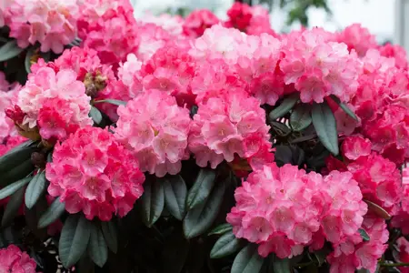 Rhododendron (Y) 'Fantastica' - 40-50 CM C20 - image 1