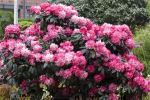 Rhododendron (Y) 'Fantastica' - 40-50 CM C20 - image 2