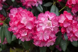 Rhododendron (Y) 'Fantastica' - 40-50 CM C20 - image 3