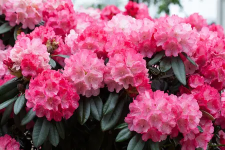 Rhododendron (Y) 'Fantastica' - 5 Ltr pot - image 1