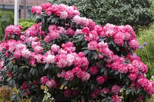 Rhododendron (Y) 'Fantastica' - 5 Ltr pot - image 2